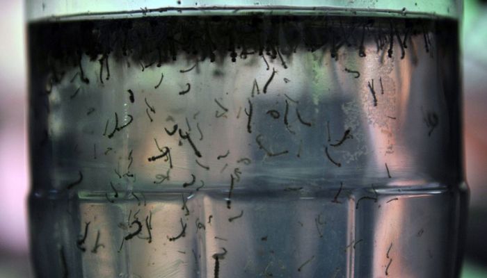 Com alta de casos, governo cria centro para monitorar dengue